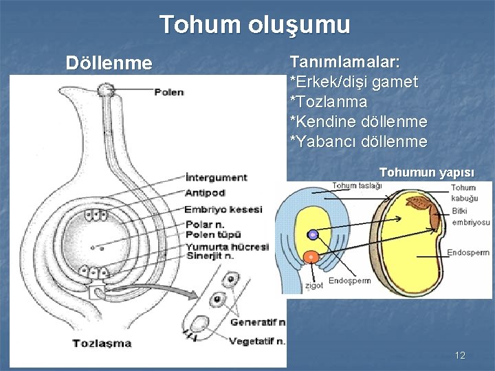 Tohum oluşumu Döllenme Tanımlamalar: *Erkek/dişi gamet *Tozlanma *Kendine döllenme *Yabancı döllenme Tohumun yapısı 12