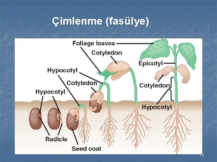 Çimlenme (fasülye) 14 