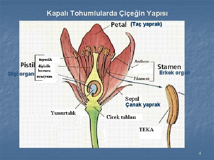 Kapalı Tohumlularda Çiçeğin Yapısı (Taç yaprak) Dişi organ Erkek organ Çanak yaprak 4 