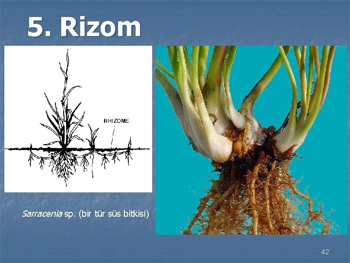 5. Rizom Sarracenia sp. (bir tür süs bitkisi) 42 