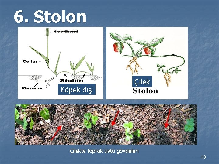 6. Stolon Köpek dişi Çilekte toprak üstü gövdeleri 43 