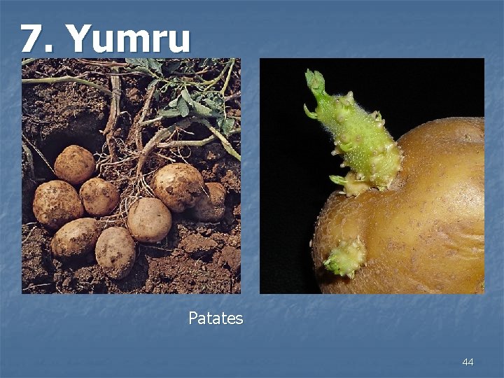 7. Yumru Patates 44 