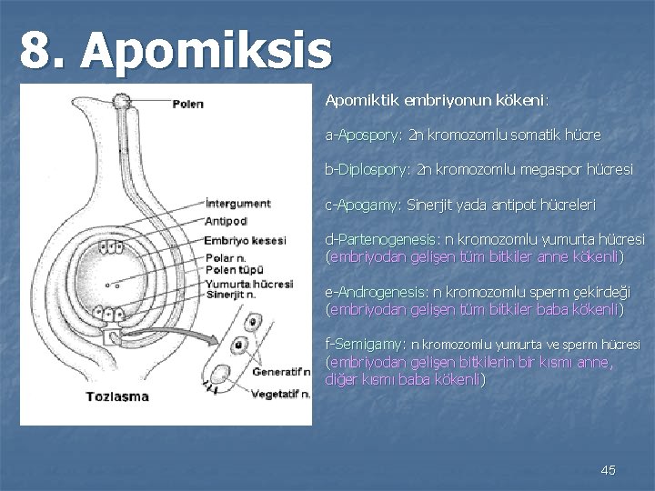 8. Apomiksis Apomiktik embriyonun kökeni: a-Apospory: 2 n kromozomlu somatik hücre b-Diplospory: 2 n