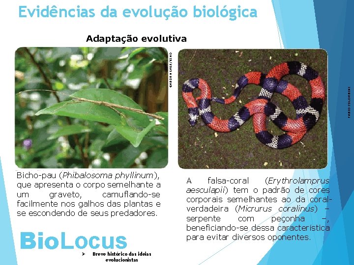 Evidências da evolução biológica Bicho-pau (Phibalosoma phyllinum), que apresenta o corpo semelhante a um