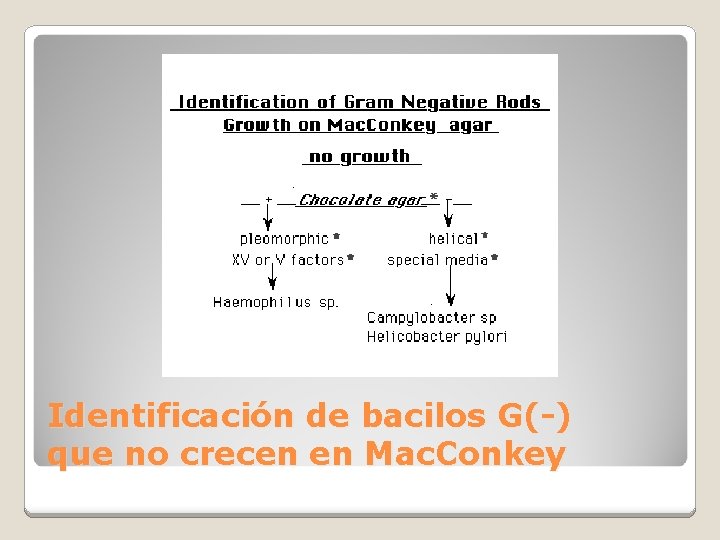 Identificación de bacilos G(-) que no crecen en Mac. Conkey 