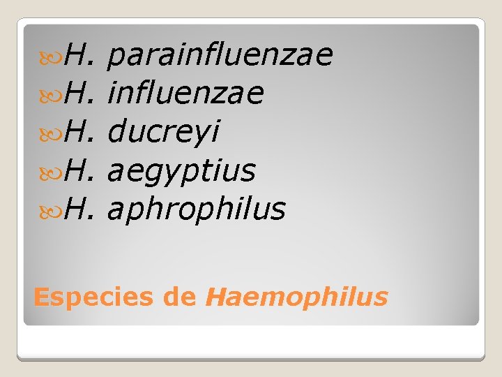  H. H. H. parainfluenzae ducreyi aegyptius aphrophilus Especies de Haemophilus 