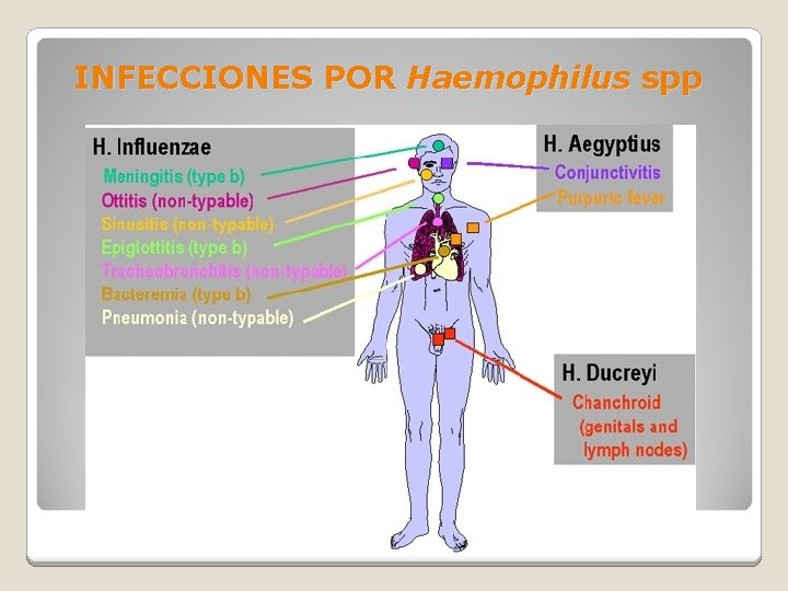 INFECCIONES POR Haemophilus spp 