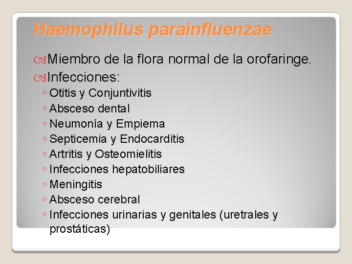 Haemophilus parainfluenzae Miembro de la flora normal de la orofaringe. Infecciones: ◦ Otitis y