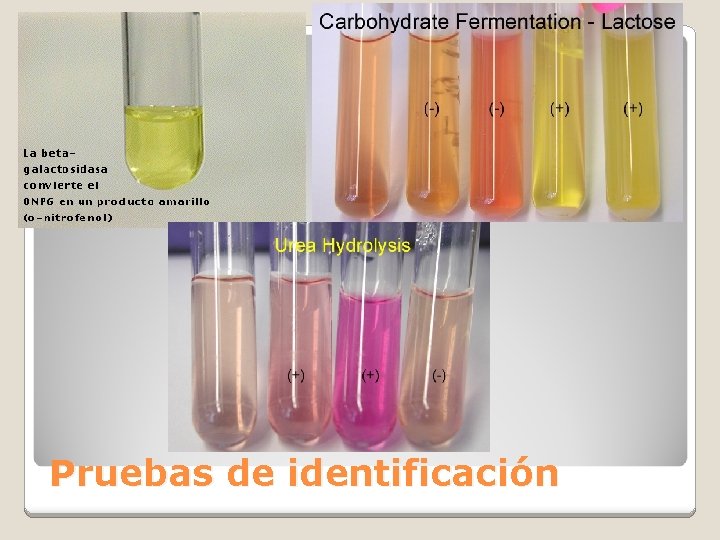 Pruebas de identificación 