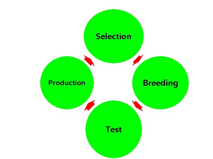 Selection Breeding Production Test 