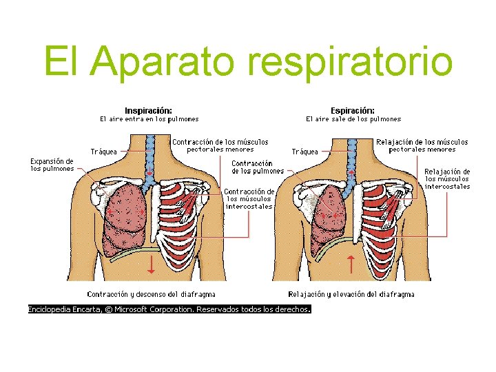 El Aparato respiratorio 