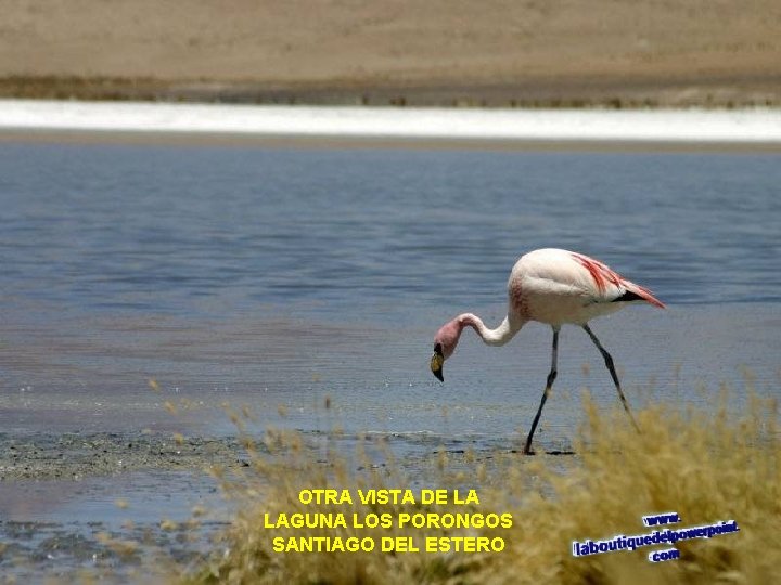 OTRA VISTA DE LA LAGUNA LOS PORONGOS SANTIAGO DEL ESTERO 