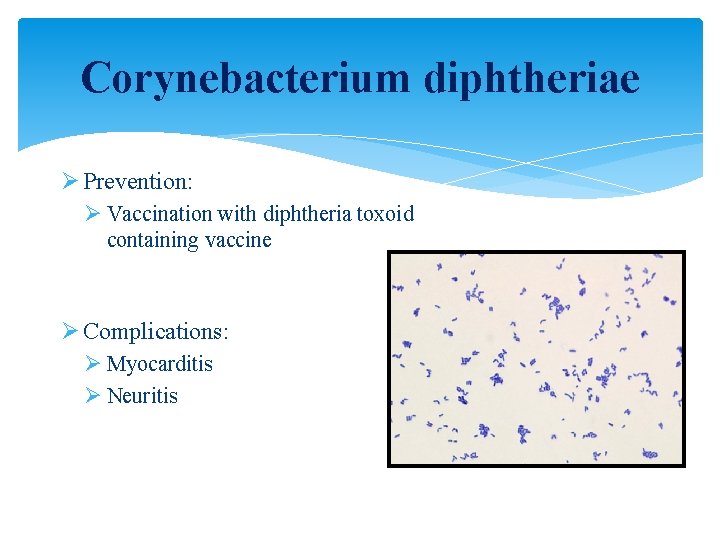 Corynebacterium diphtheriae Ø Prevention: Ø Vaccination with diphtheria toxoid containing vaccine Ø Complications: Ø