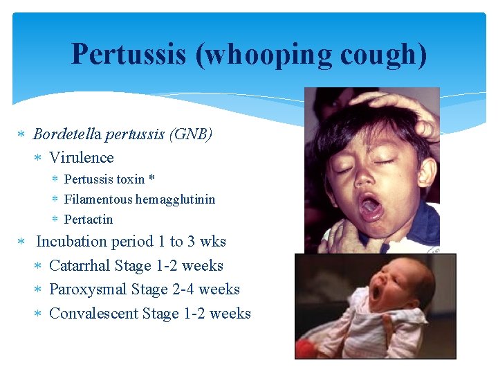 Pertussis (whooping cough) Bordetella pertussis (GNB) Virulence Pertussis toxin * Filamentous hemagglutinin Pertactin Incubation
