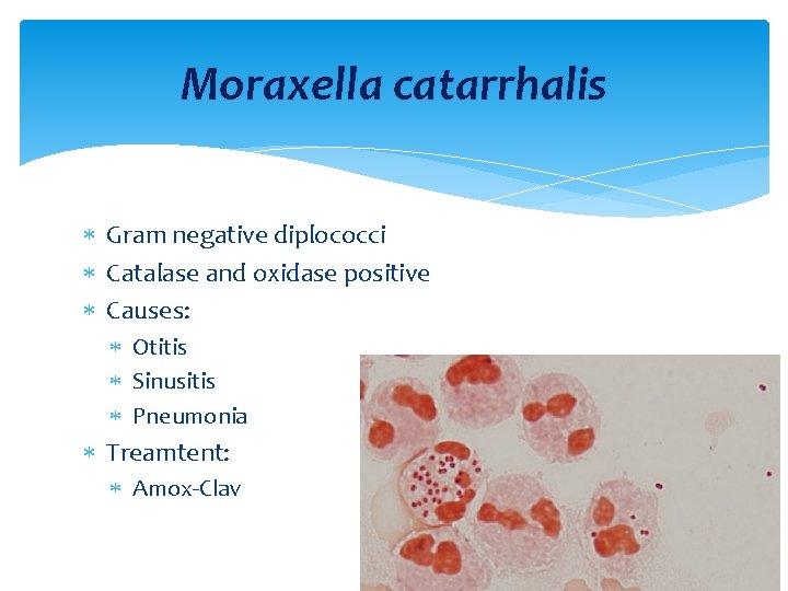 Moraxella catarrhalis Gram negative diplococci Catalase and oxidase positive Causes: Otitis Sinusitis Pneumonia Treamtent: