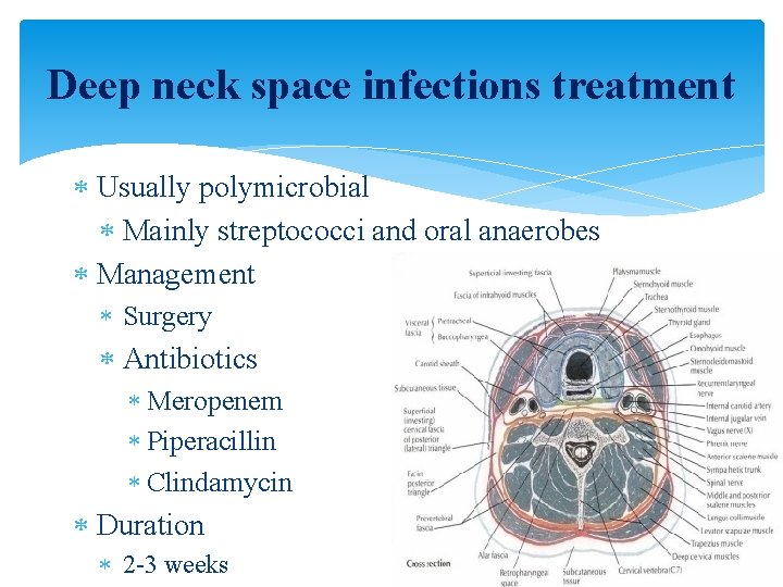 Deep neck space infections treatment Usually polymicrobial Mainly streptococci and oral anaerobes Management Surgery