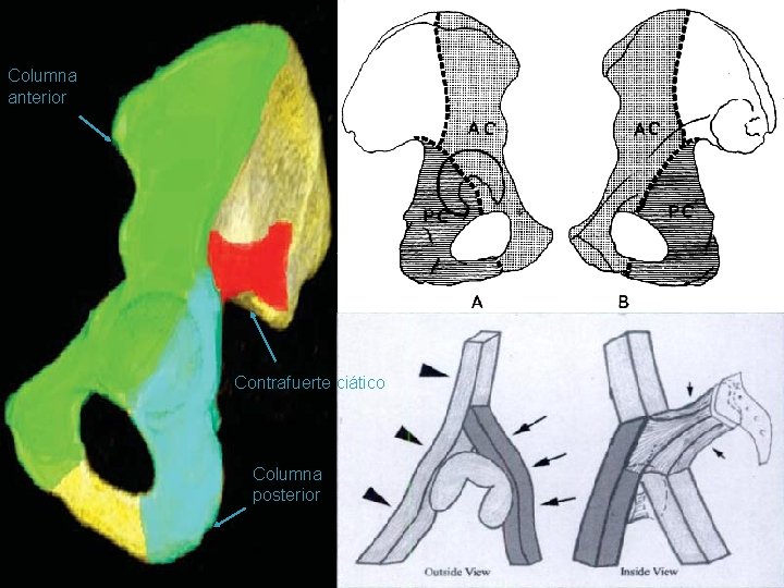 Anatomía Columna anterior Contrafuerte ciático Columna posterior 