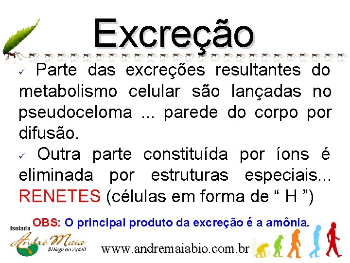 Excreção Parte das excreções resultantes do metabolismo celular são lançadas no pseudoceloma . .