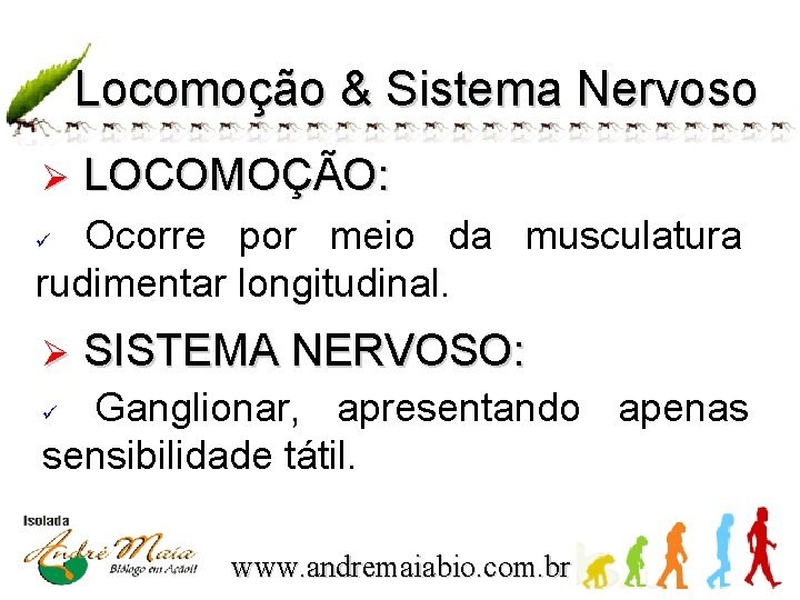 Locomoção & Sistema Nervoso Ø LOCOMOÇÃO: Ocorre por meio da musculatura rudimentar longitudinal. ü