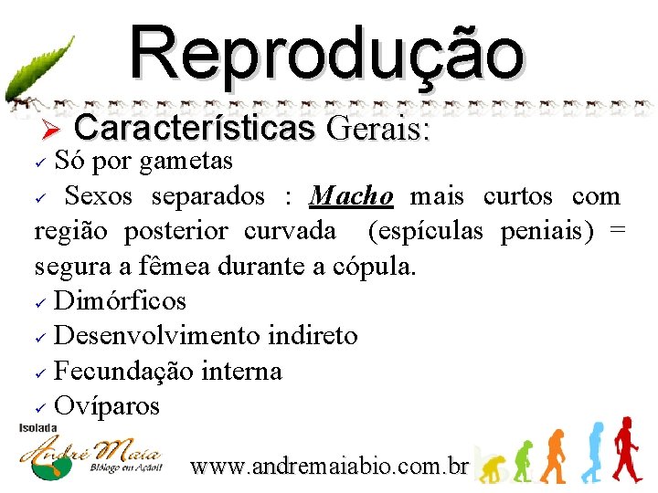 Reprodução Ø Características Gerais: ü Só por gametas ü Sexos separados : Macho mais