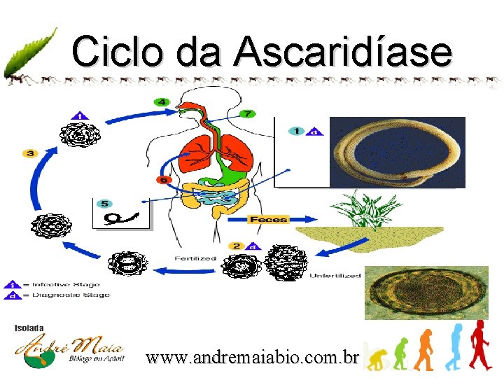 Ciclo da Ascaridíase www. andremaiabio. com. br 