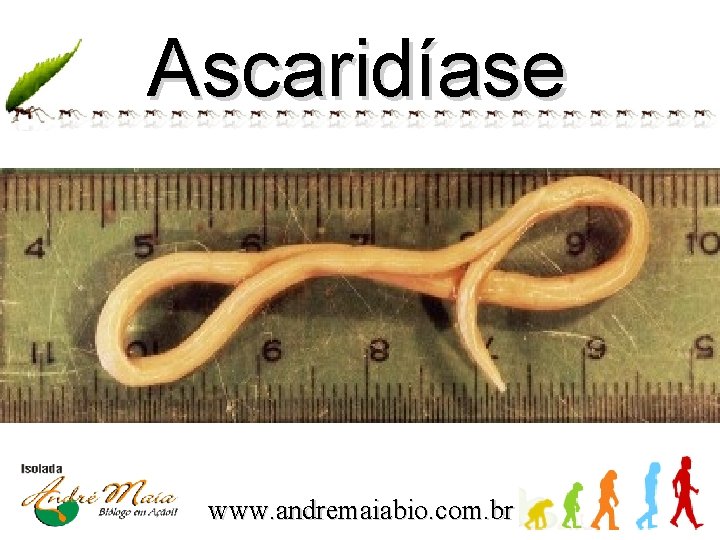 Ascaridíase www. andremaiabio. com. br 