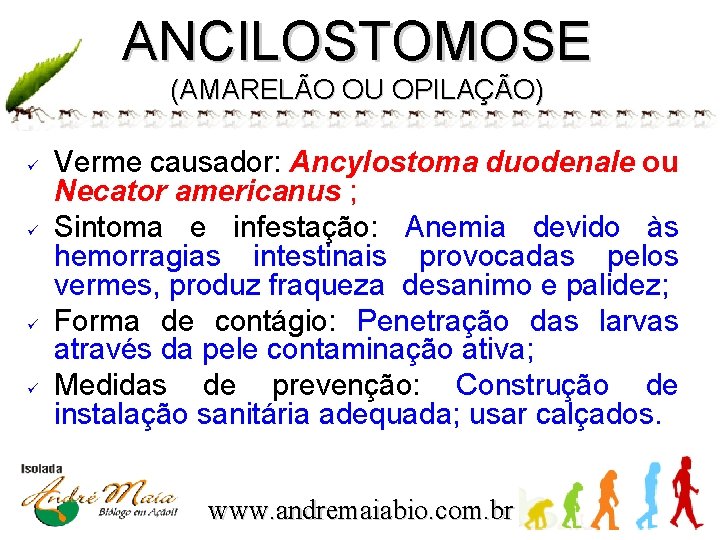 ANCILOSTOMOSE (AMARELÃO OU OPILAÇÃO) ü ü Verme causador: Ancylostoma duodenale ou Necator americanus ;