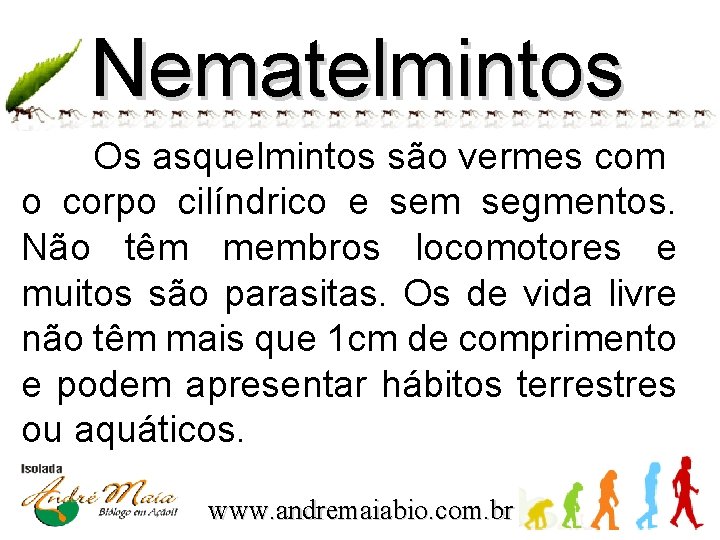 Nematelmintos Os asquelmintos são vermes com o corpo cilíndrico e sem segmentos. Não têm