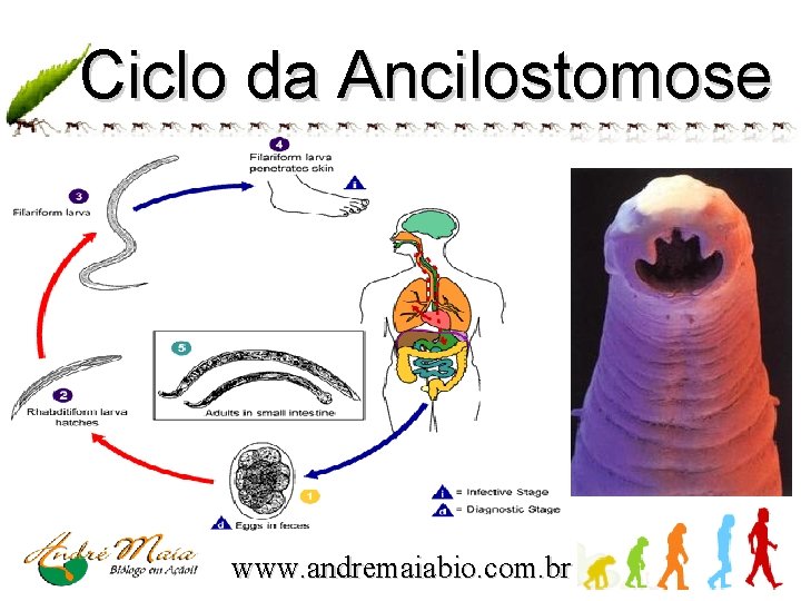 Ciclo da Ancilostomose www. andremaiabio. com. br 