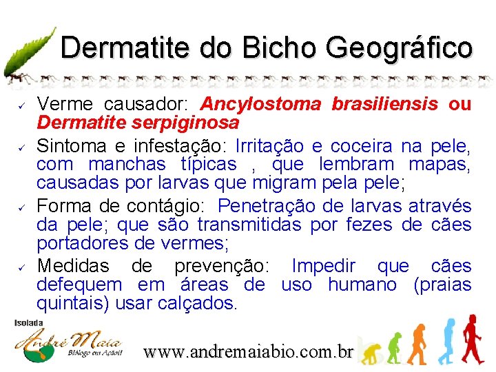 Dermatite do Bicho Geográfico ü ü Verme causador: Ancylostoma brasiliensis ou Dermatite serpiginosa Sintoma