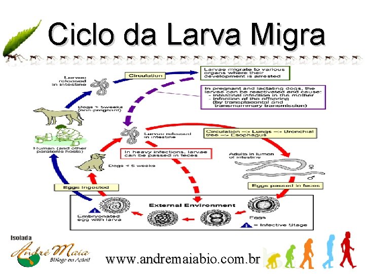 Ciclo da Larva Migra www. andremaiabio. com. br 