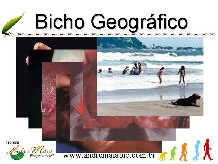 Bicho Geográfico www. andremaiabio. com. br 