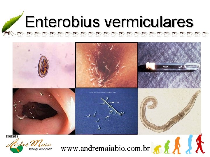 Enterobius vermiculares www. andremaiabio. com. br 