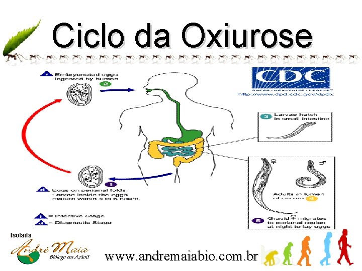 Ciclo da Oxiurose www. andremaiabio. com. br 