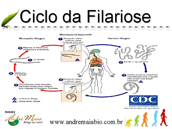 Ciclo da Filariose www. andremaiabio. com. br 