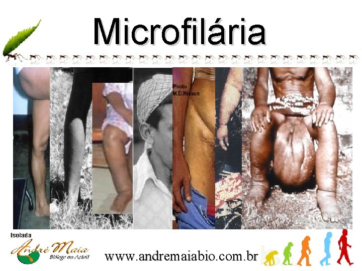 Microfilária www. andremaiabio. com. br 