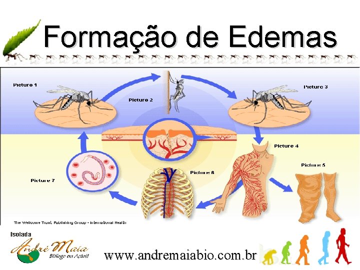 Formação de Edemas www. andremaiabio. com. br 