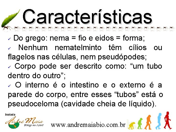 Características Do grego: nema = fio e eidos = forma; ü Nenhum nematelminto têm