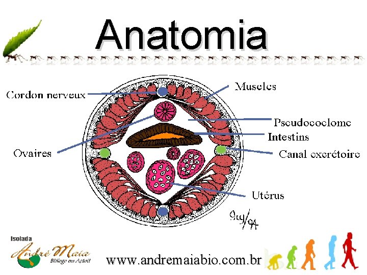 Anatomia www. andremaiabio. com. br 