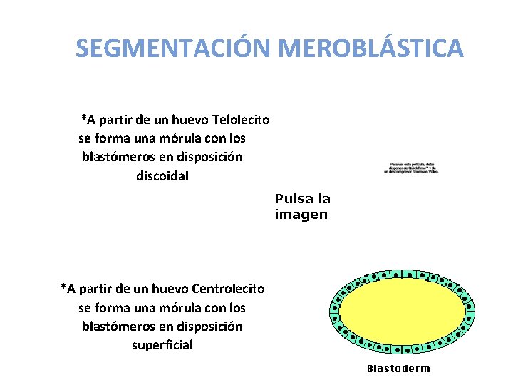 SEGMENTACIÓN MEROBLÁSTICA *A partir de un huevo Telolecito se forma una mórula con los