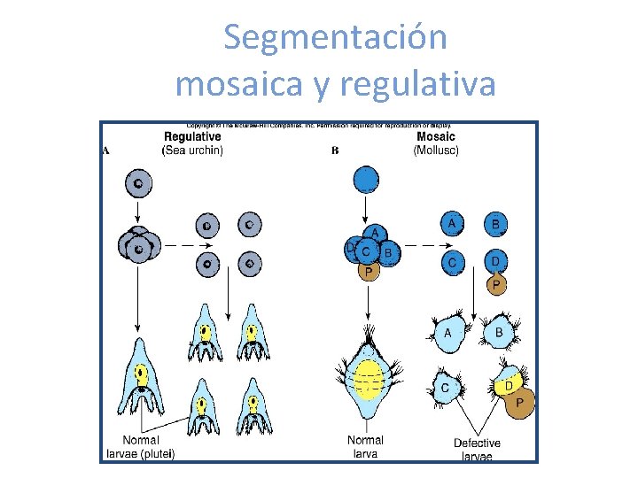 Segmentación mosaica y regulativa 