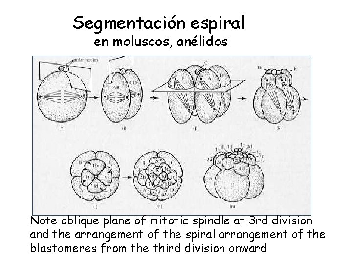 Segmentación espiral en moluscos, anélidos Note oblique plane of mitotic spindle at 3 rd