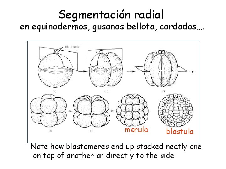 Segmentación radial en equinodermos, gusanos bellota, cordados…. morula blastula Note how blastomeres end up