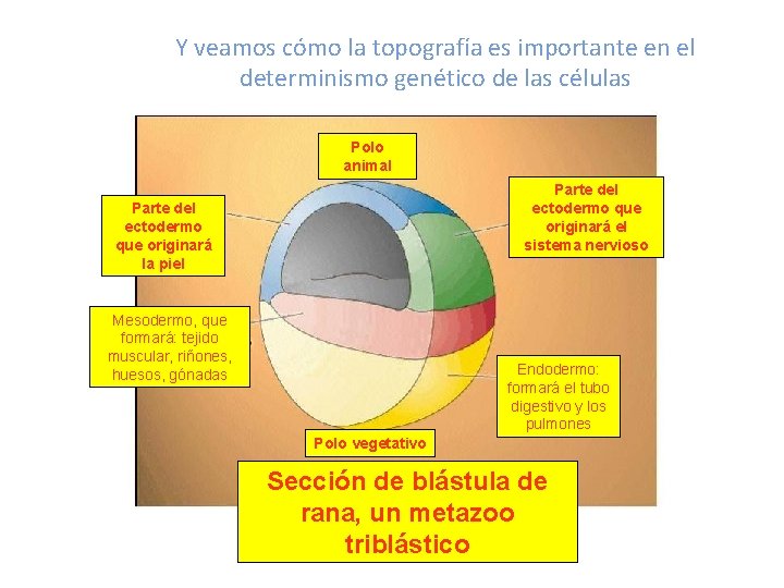 Y veamos cómo la topografía es importante en el determinismo genético de las células