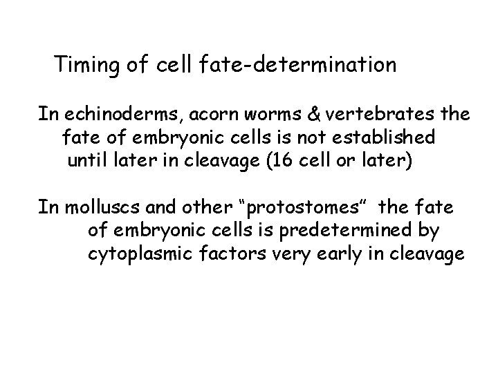 Timing of cell fate-determination In echinoderms, acorn worms & vertebrates the fate of embryonic