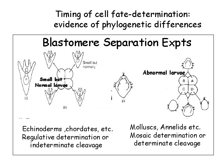 Timing of cell fate-determination: evidence of phylogenetic differences Blastomere Separation Expts Small but Normal