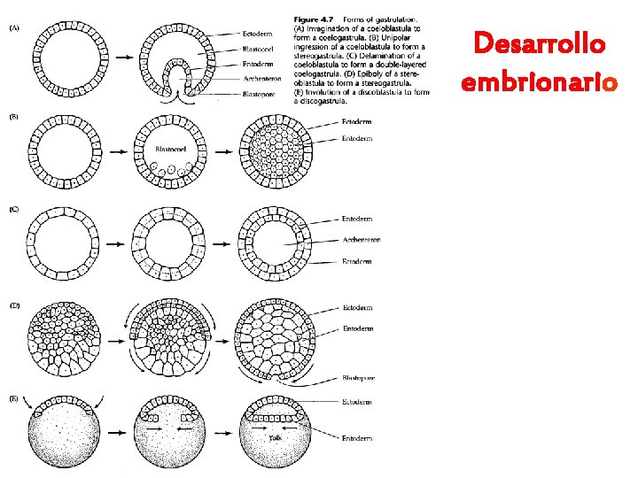 Desarrollo embrionario 