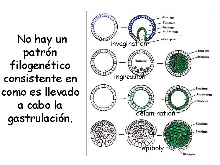 No hay un patrón filogenético consistente en como es llevado a cabo la gastrulación.