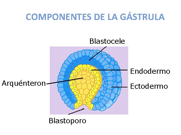 COMPONENTES DE LA GÁSTRULA Blastocele Endodermo Arquénteron Ectodermo Blastoporo 