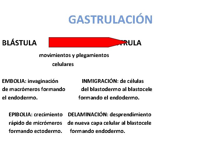 GASTRULACIÓN BLÁSTULA GÁSTRULA movimientos y plegamientos celulares EMBOLIA: invaginación de macrómeros formando el endodermo.